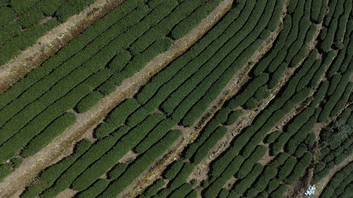 層層相疊的茶園（示意配圖）